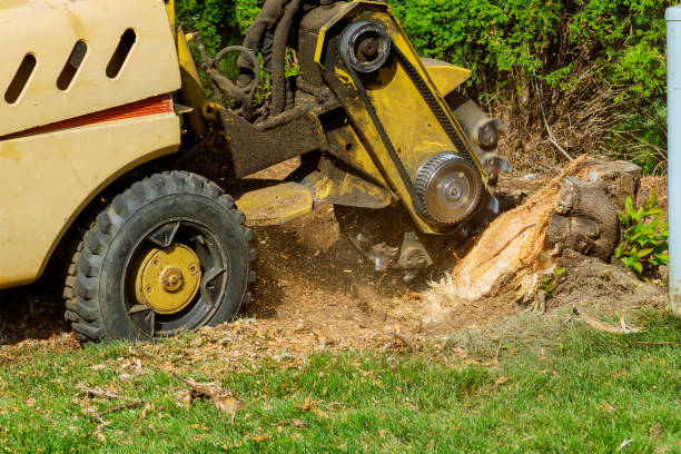 Best Arborist Services Near Me  in South Point, OH